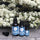 100% Kunzea oil in 3 sizes